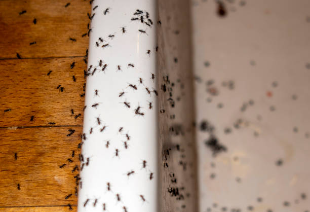 Best Emergency Pest Control  in Hillburn, NY
