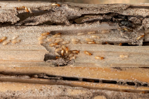 Spider Control Near Me in Hillburn, NY